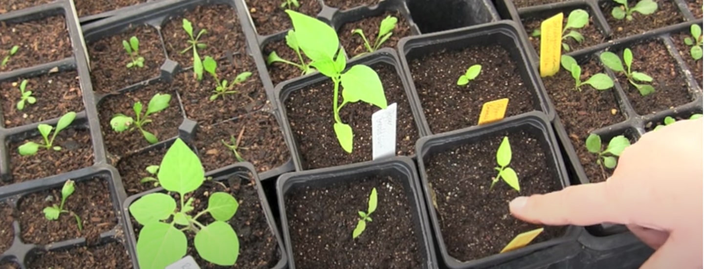 /sites/g/files/fnmzdf1856/files/2023-02/4-3-15-starting-seeds-indoors-1440x550.jpg