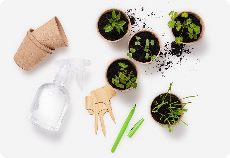 seedlings
