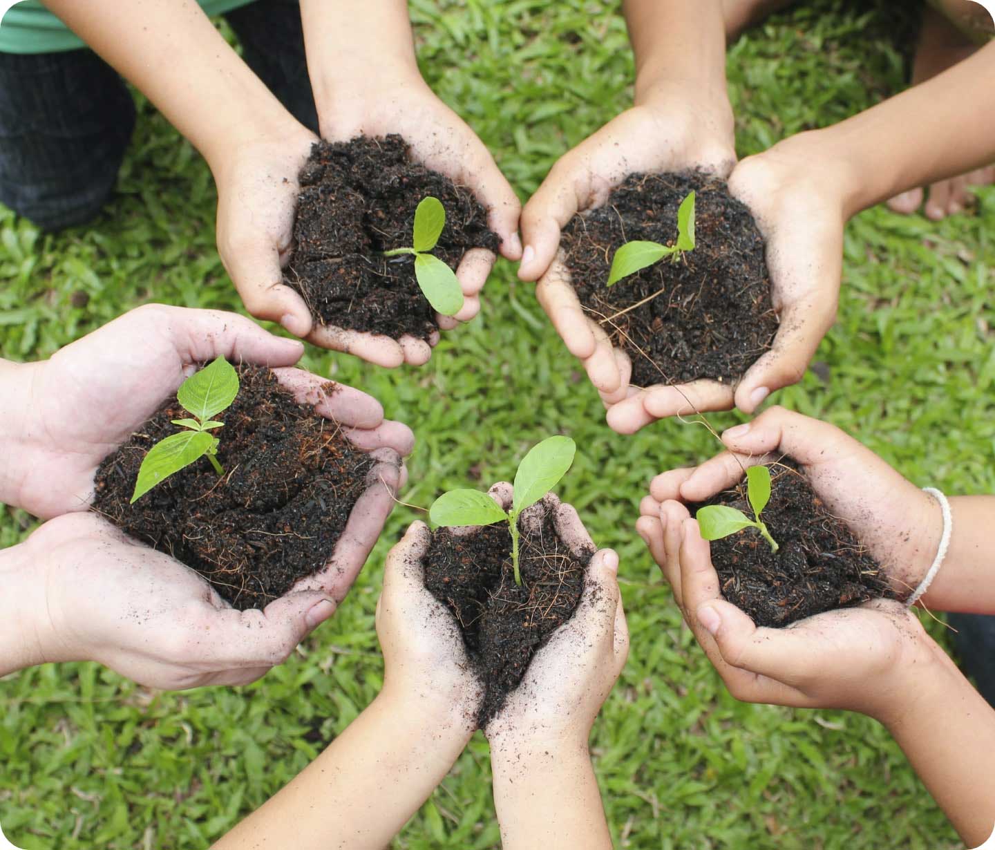 people holding seedlings and soil in their hands