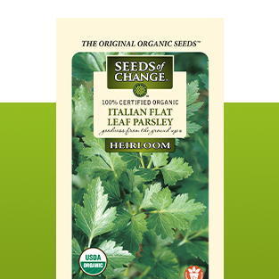 Herbs spices parsley seeds