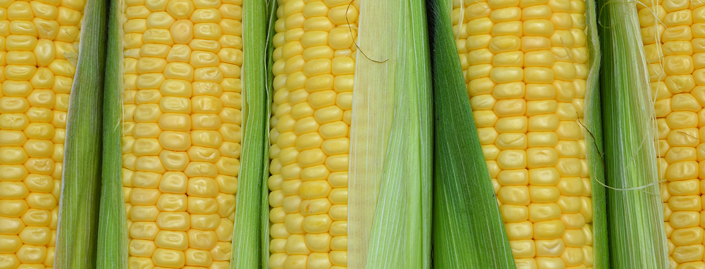 Sweet corn
